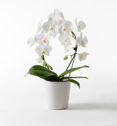 Hvit orkidé på bøyle i hvit potte